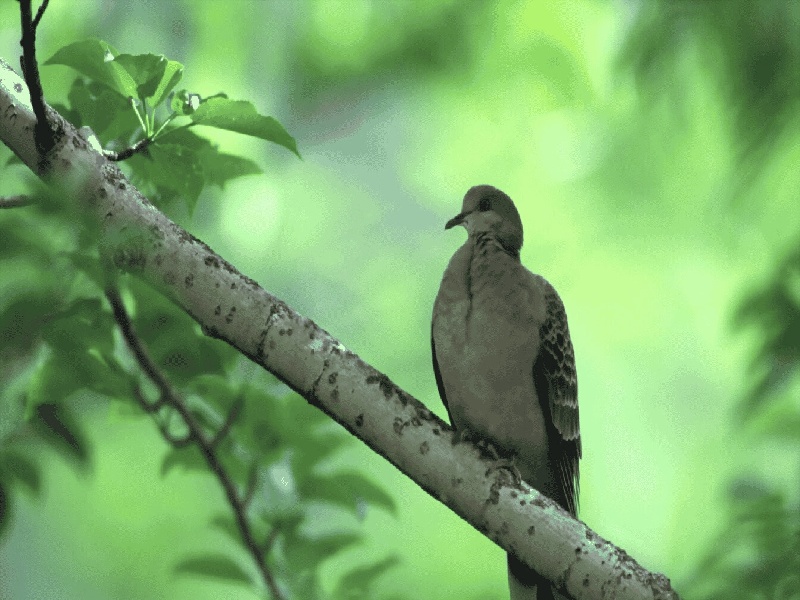 张女士成功案例