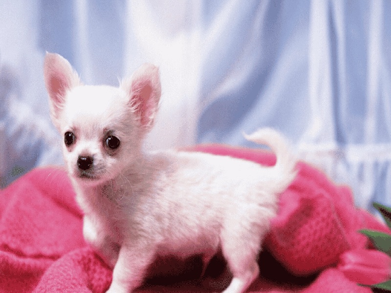 李先生夫妇成功案例